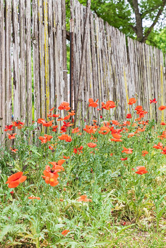 Castroville-Texas-USA-Poppies and wooden fence in the Texas Hill Country art print by Emily Wilson for $57.95 CAD